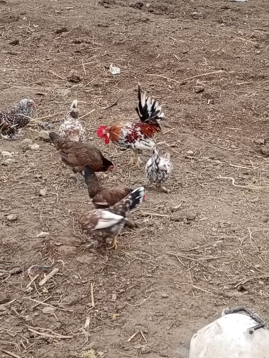 Gaini americane pitice