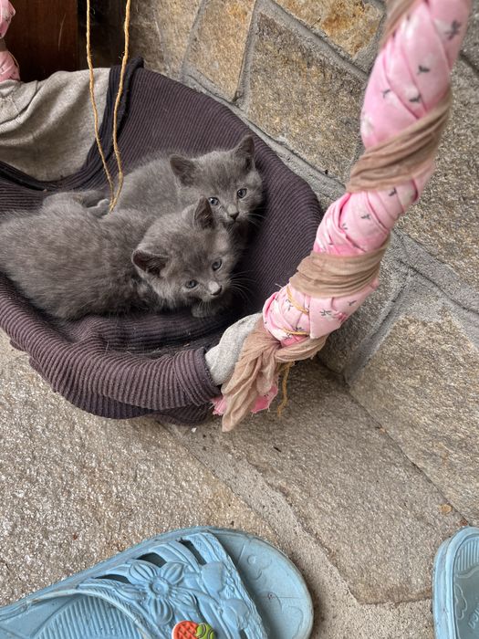 Тези сладки котенца си търсят дом