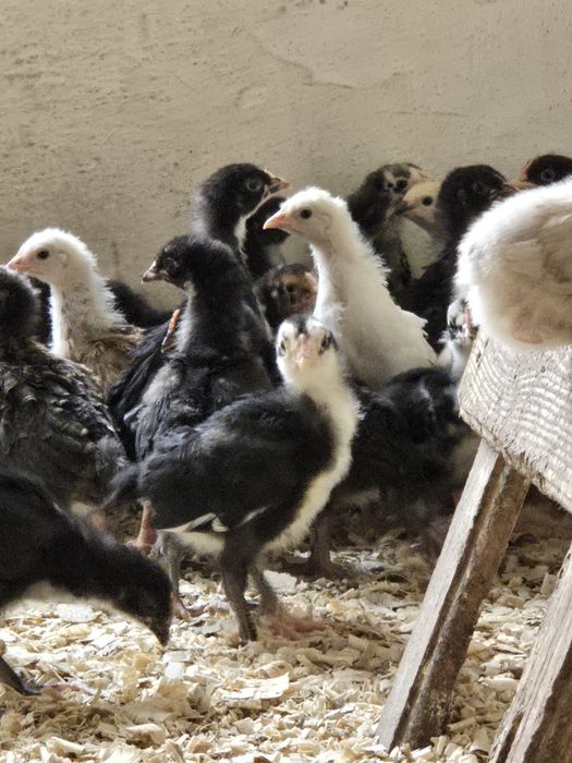 Продам домашних цыплят