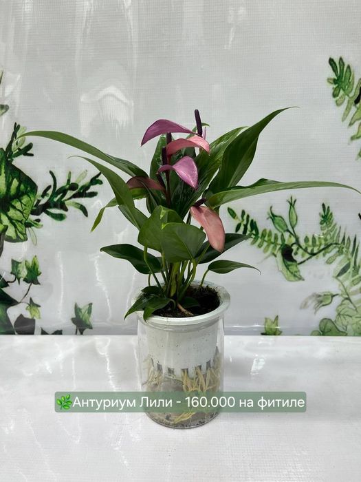 Антуриумы разные