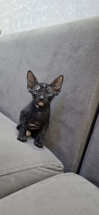 Донской сфинкс котята