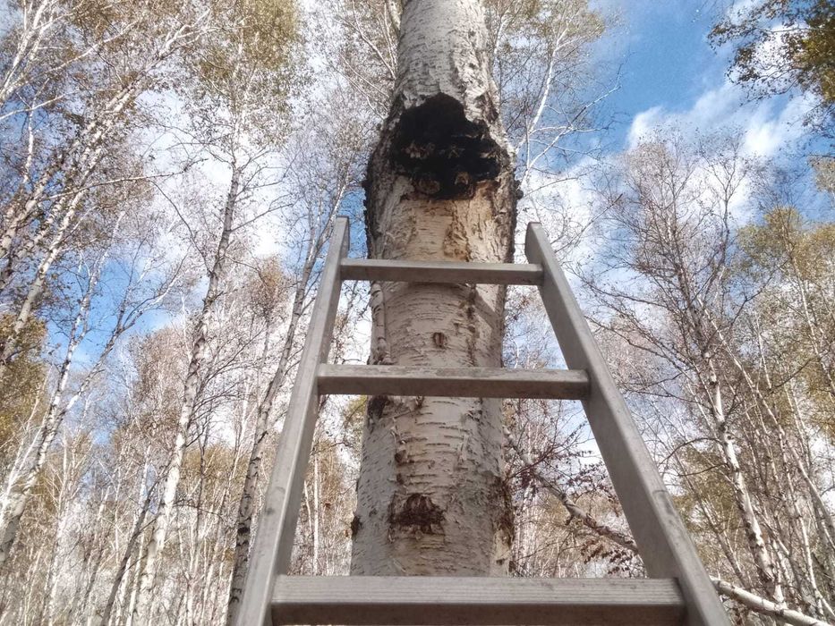 Продам березовую чагу