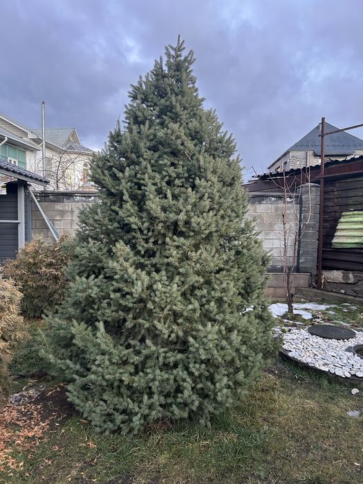 Продам для сада