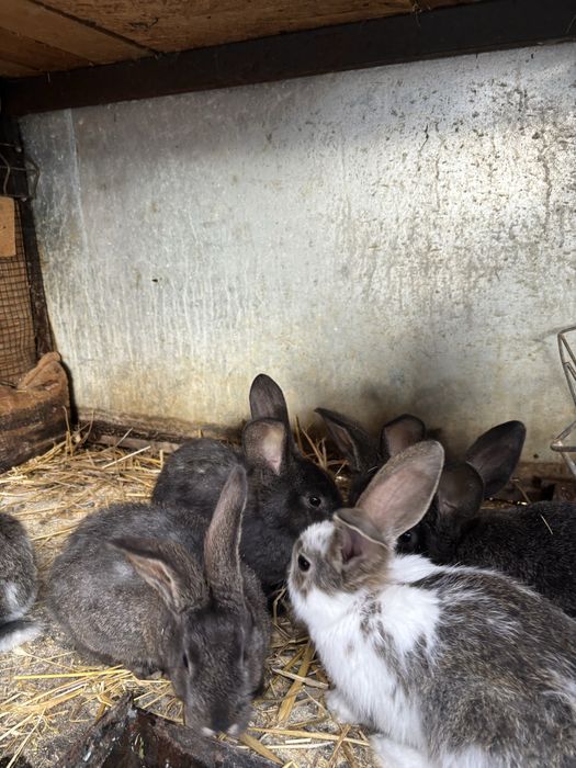 Vand o femela de fluture german