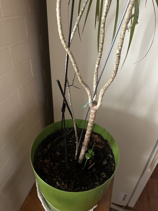 Цветы комнатные