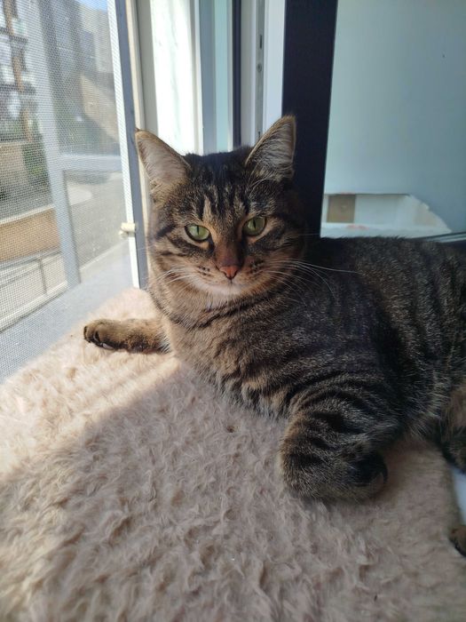 Кот 1 год в добрые руки