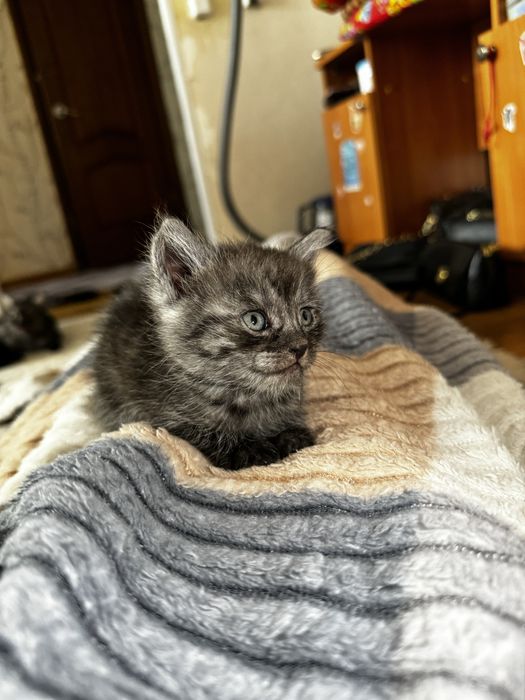 Котята бесплатно в добрые руки