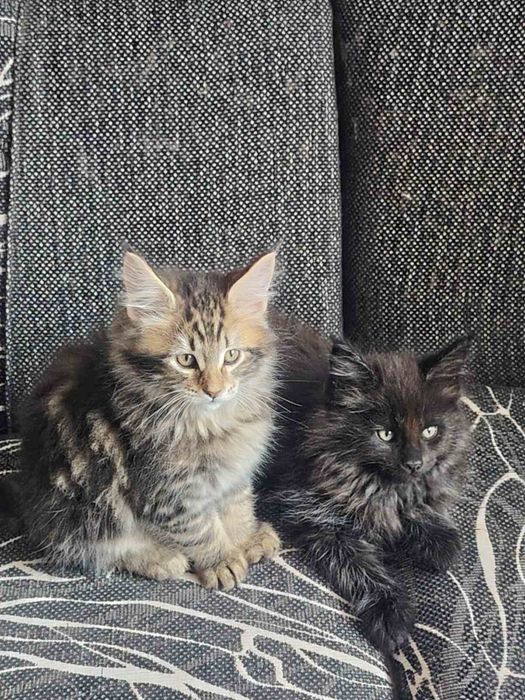 Чистокръвни котета Мейн Кун, Мейн Куун