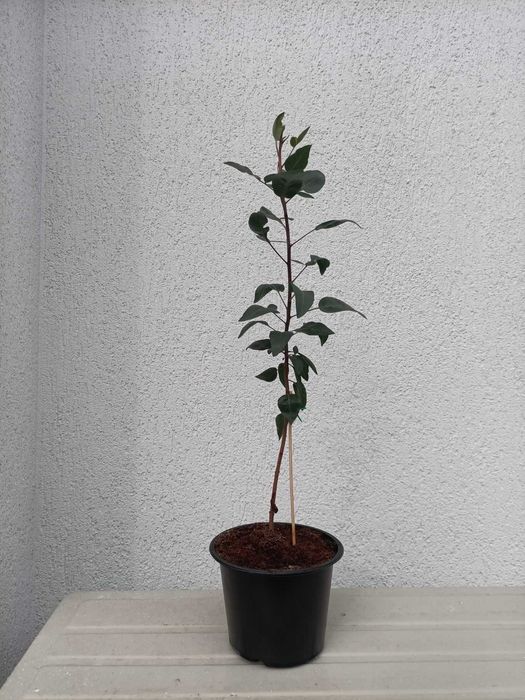 Продавам шам фъстък разсад фиданки