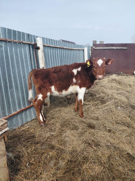 Тёлочка 7 месяцев