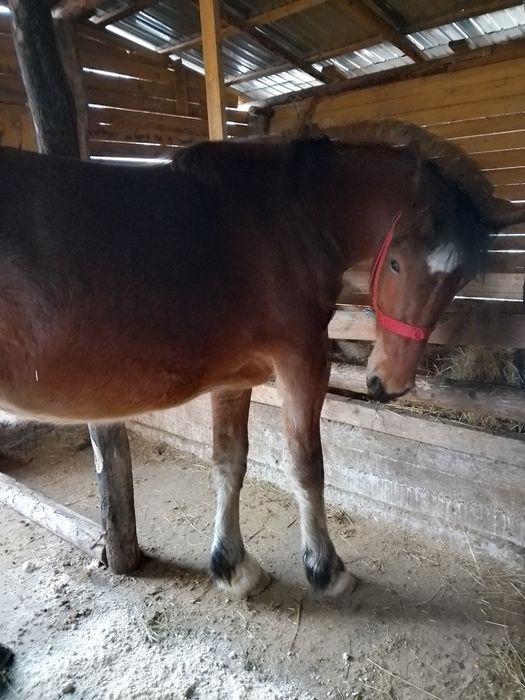 Mânză murgă de vânzare