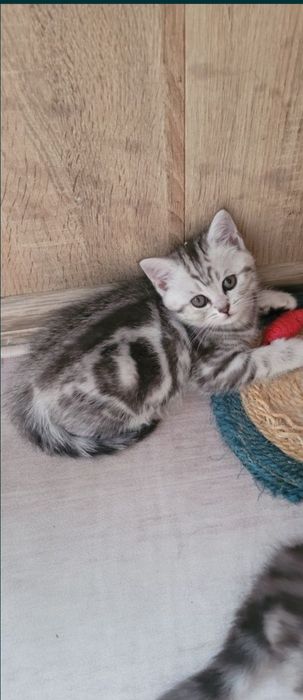 Британские котята