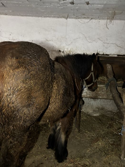 Vand manză de 1,5 ani ardeneza cu acte in regula