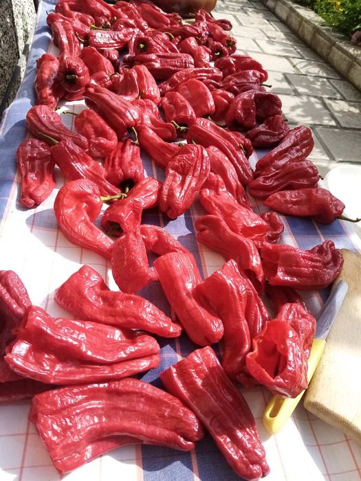 Семена за стари сортове домати и чушки