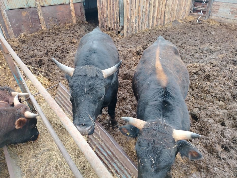 Продам быков 2 годки