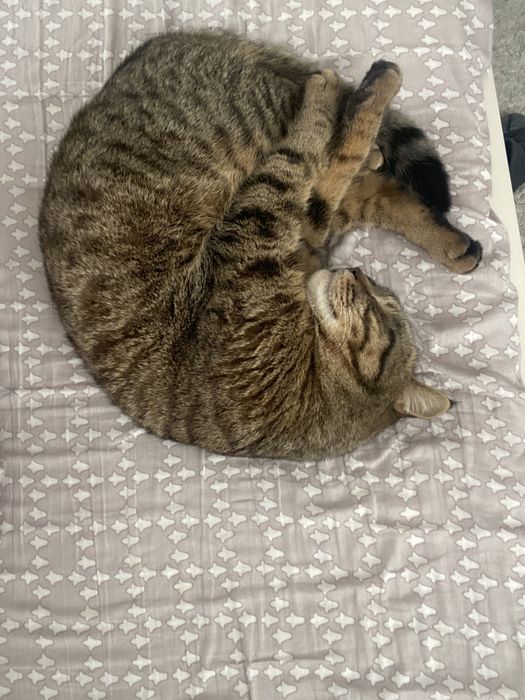 Продам кота скотиш страйт