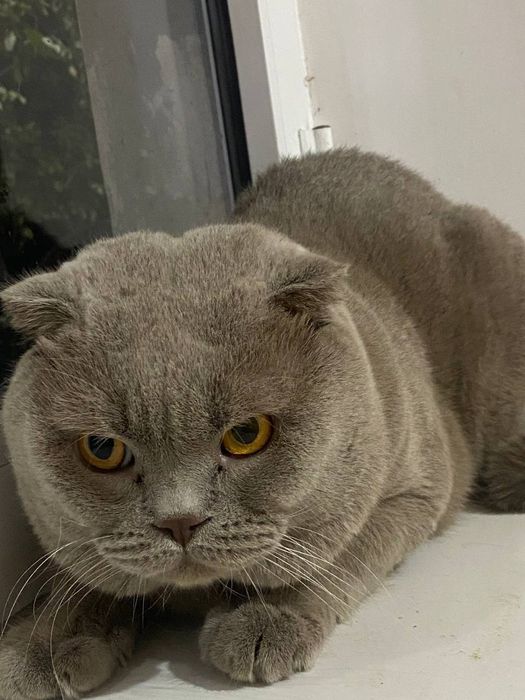 Vyaskaga  kuyovlikka sotilmaydi  juda baqquvat parodasi tozza skottish