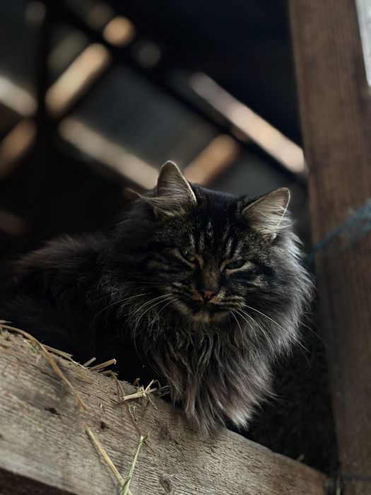 Vand pui de leu in crestere