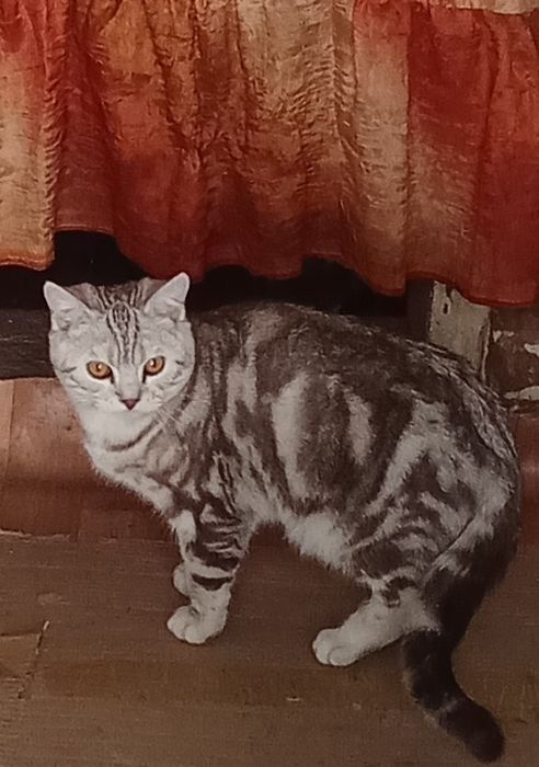 Отдам в заботливые руки кошек