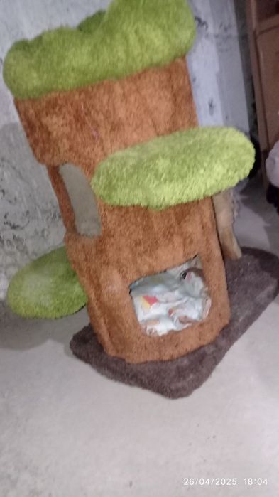 Aqilli mushuk sotiladi zotli