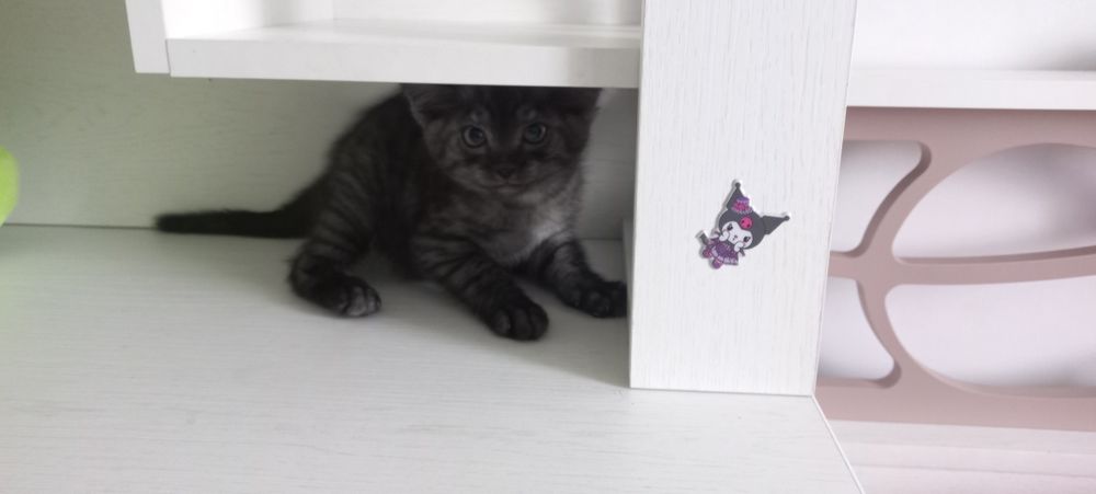 отдам котенка в хорошие руки