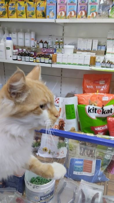 Пристраивается кот