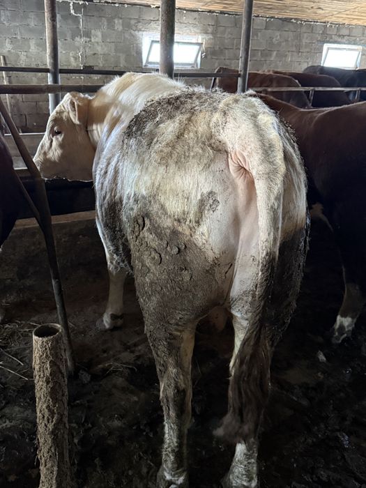 Продам 15 быков с откорма