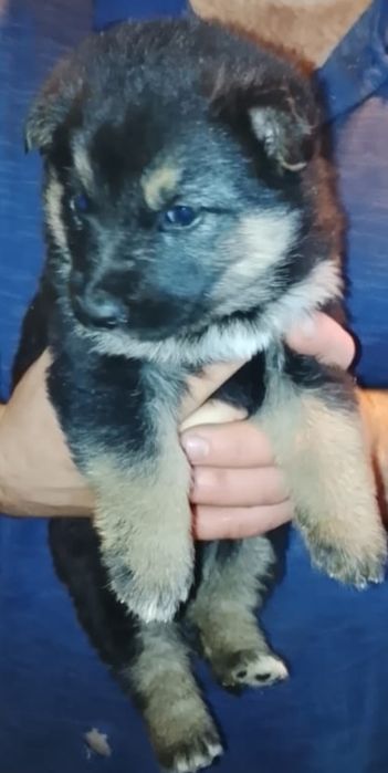 Срочно отдам 3-х щенков девочек