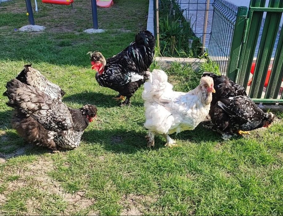 Oua incubat găini moțate barboase golașe frezate