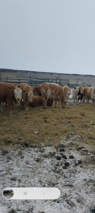 Подсос букашыктар сатылады