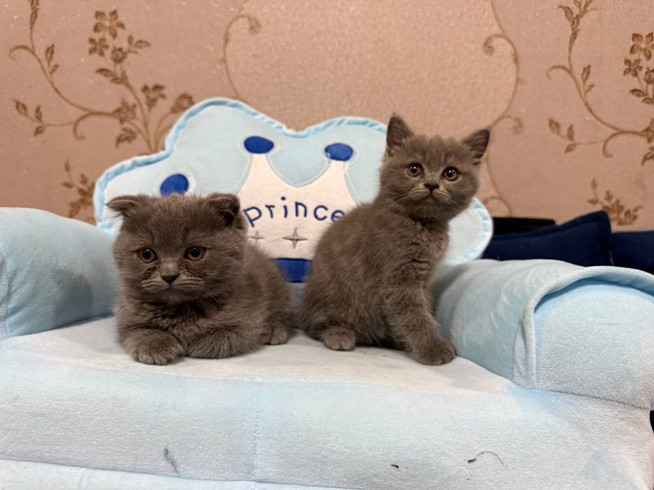 Scottish fold кошка