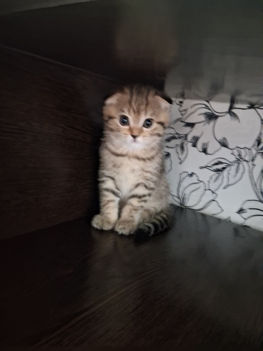 Котята готовы к переезду