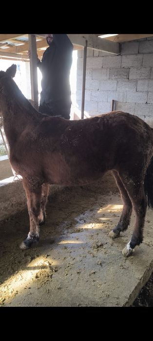 Жабағы сатылады  семиз