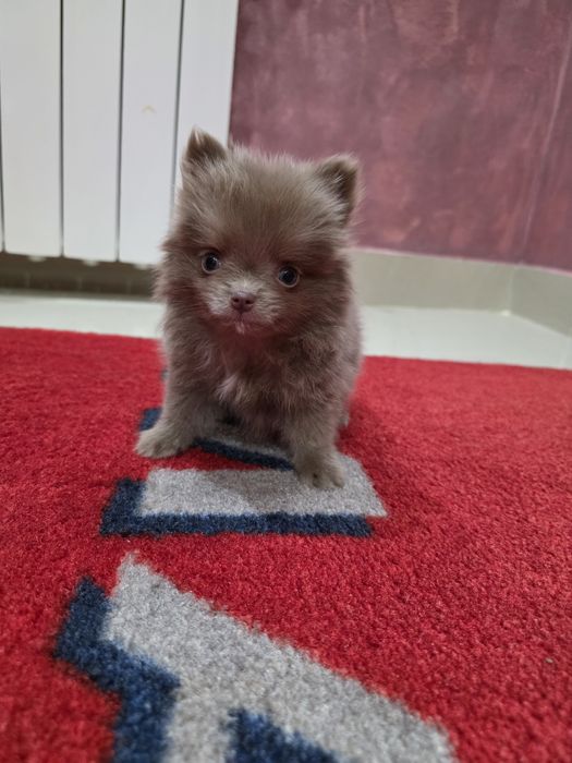 Pomeranian mini mascul