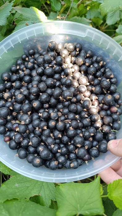 Продам смородину