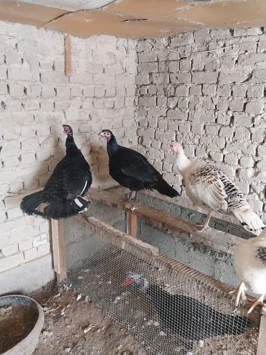 Идук прадам  цена 15000