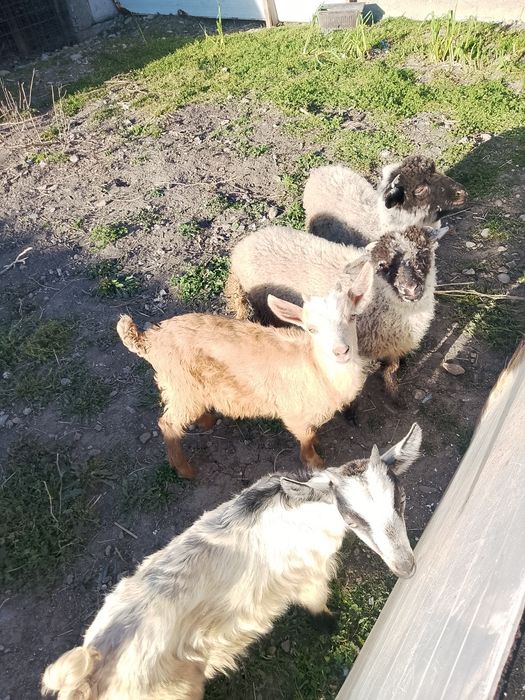 De vanzare 2  iezi si 2 miei