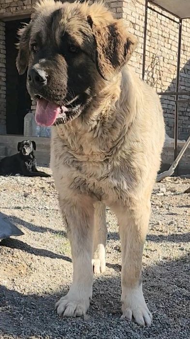 Багира возраст  1 год.