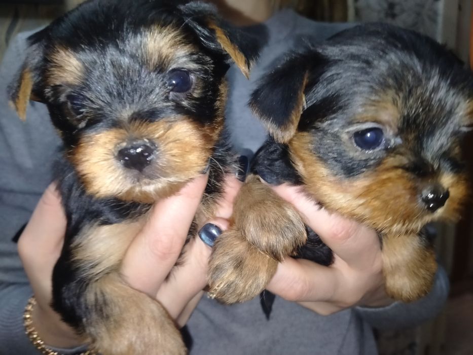 Йоркширский терьер