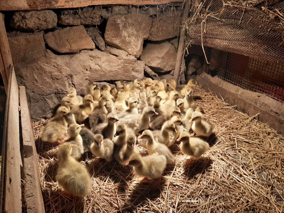 Продавам оплодени гъши яйца и гъсета