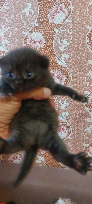 Продам шотландских котят