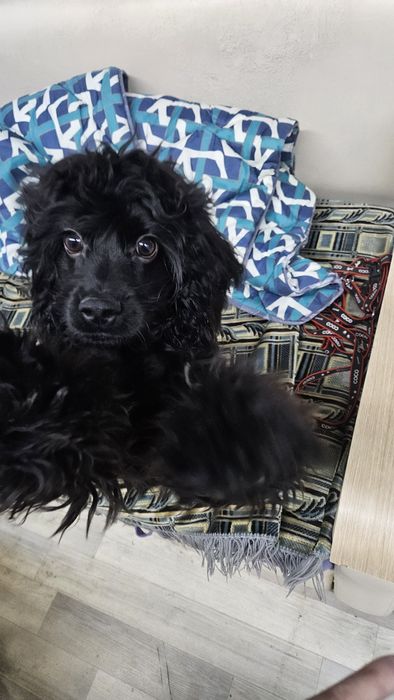 Американский хоккер