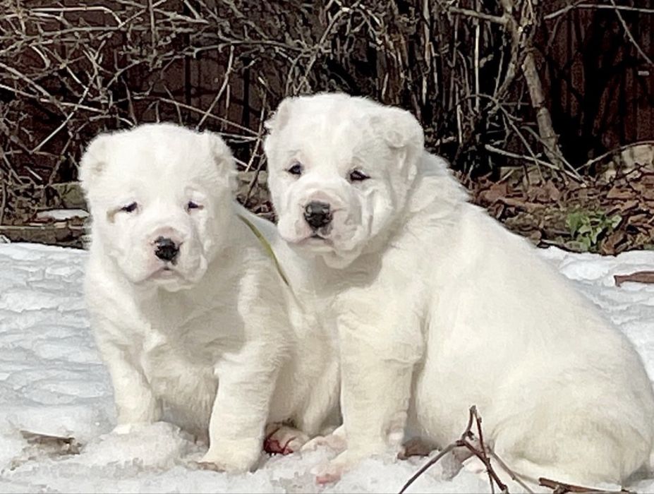 Щенки Алабая Супертяж