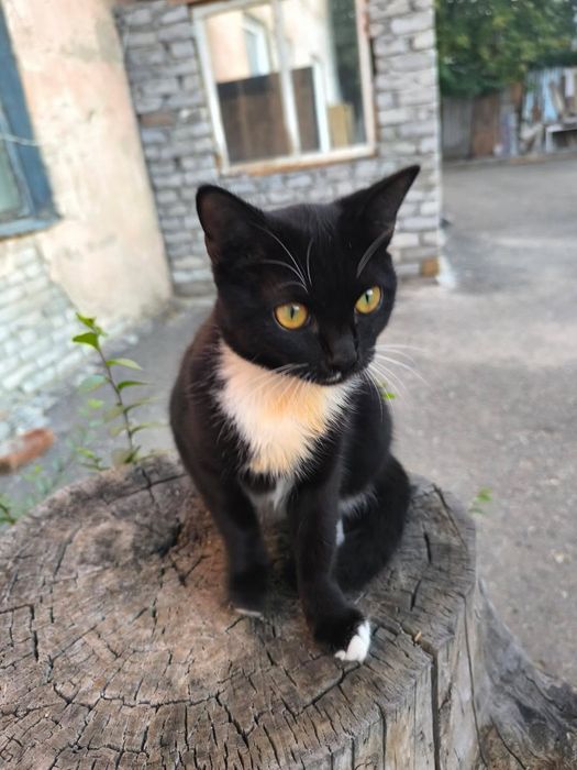 Котята ищут любящих хозяев.