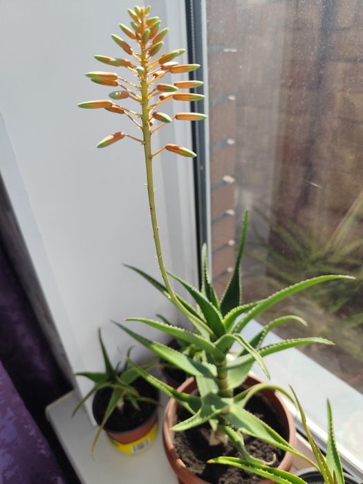 Алоэ комнатные растения