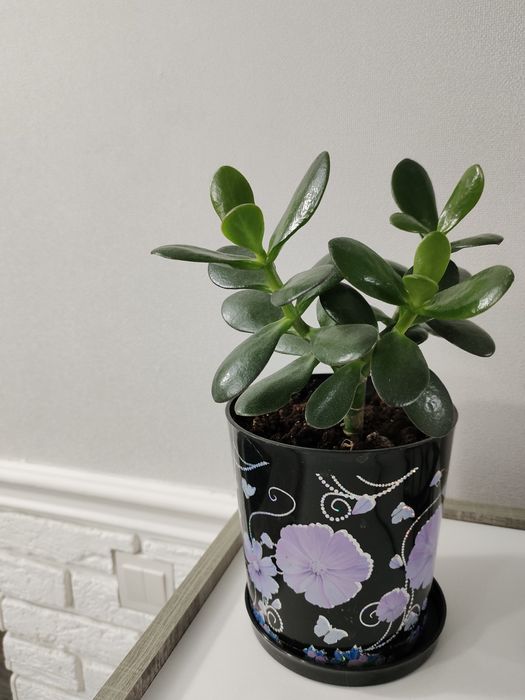 Продается денежное дерево