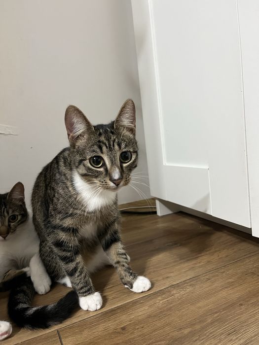 Donez pisica /pisici