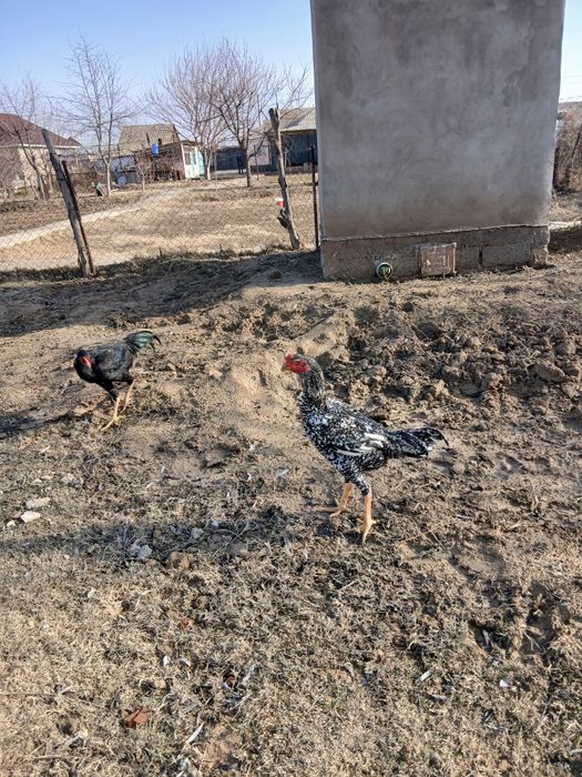 Дакан қораз сатылады о шамо