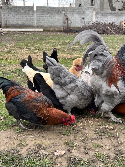 Үй тауықтары сатылады