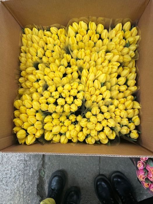 Тюльпаны, оптом и в розницу